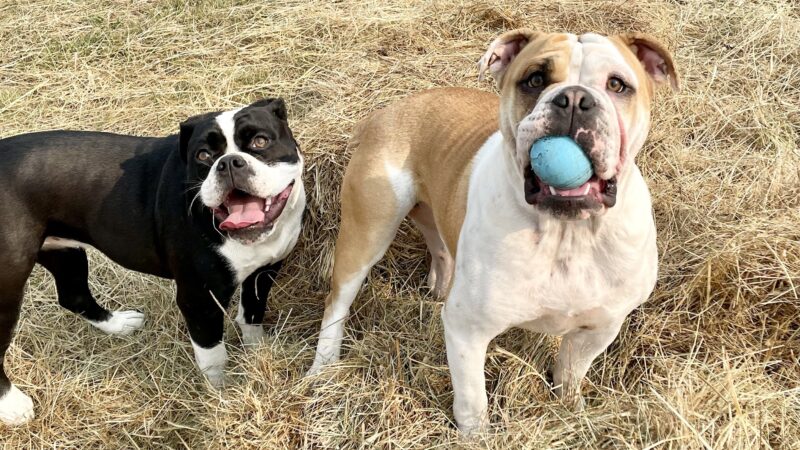 Opportunity Barks - Pleasant Hill, OR