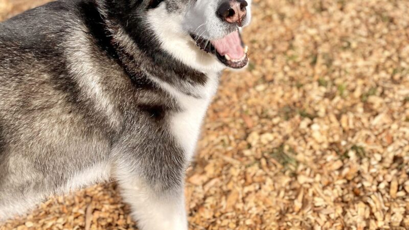 Opportunity Barks - Pleasant Hill, OR