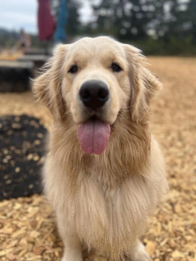 Opportunity Barks - Pleasant Hill, OR