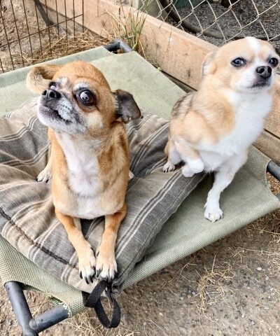 Opportunity Barks - Pleasant Hill, OR