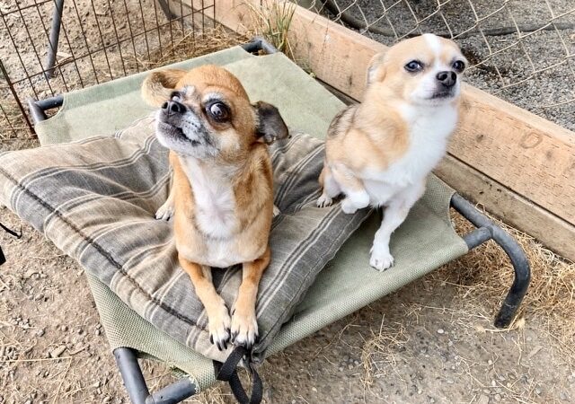 Opportunity Barks - Pleasant Hill, OR