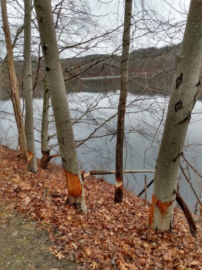 North County Trail Parking - Pleasantville, NY
