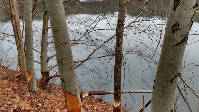 North County Trail Parking - Pleasantville, NY