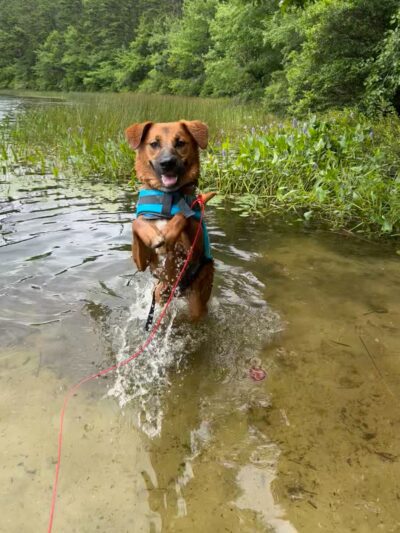 Deer Pond Dog Beach - Plymouth, MA