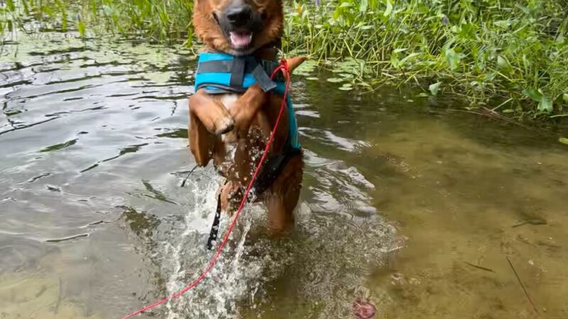 Deer Pond Dog Beach - Plymouth, MA
