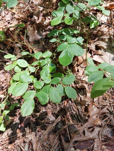 Manomet Recreation Area - Plymouth, MA