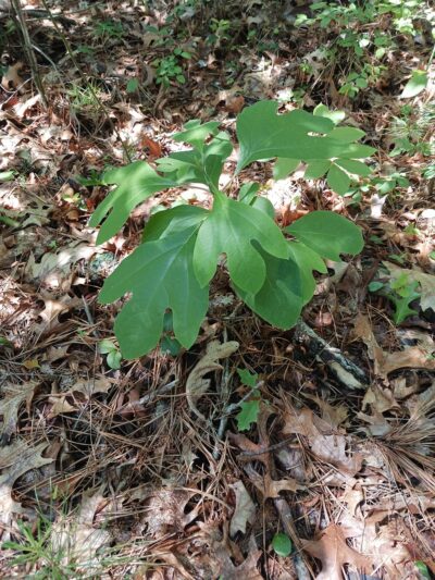 Manomet Recreation Area - Plymouth, MA