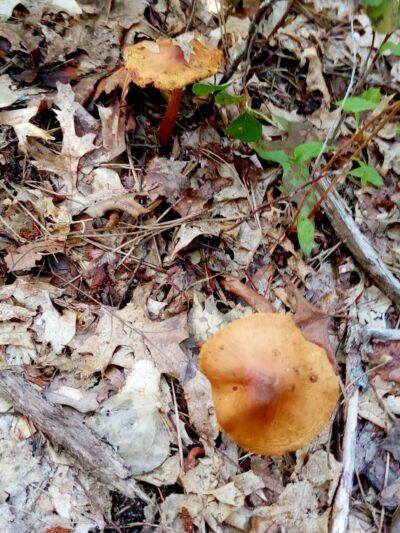 Manomet Recreation Area - Plymouth, MA