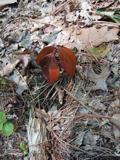 Manomet Recreation Area - Plymouth, MA