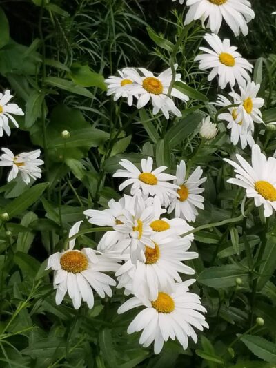 St. Catherine's Chapel Park - Plymouth, MA