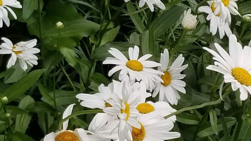 St. Catherine's Chapel Park - Plymouth, MA