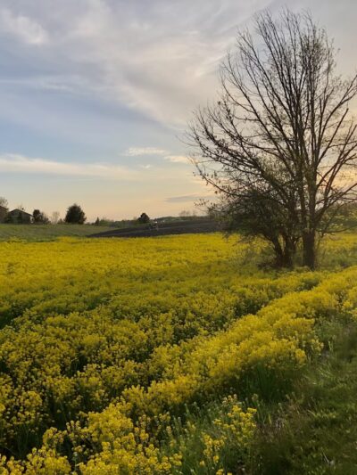 Northwest Greenway - Plymouth, MN