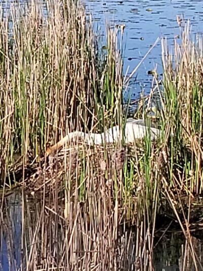 Northwest Greenway - Plymouth, MN