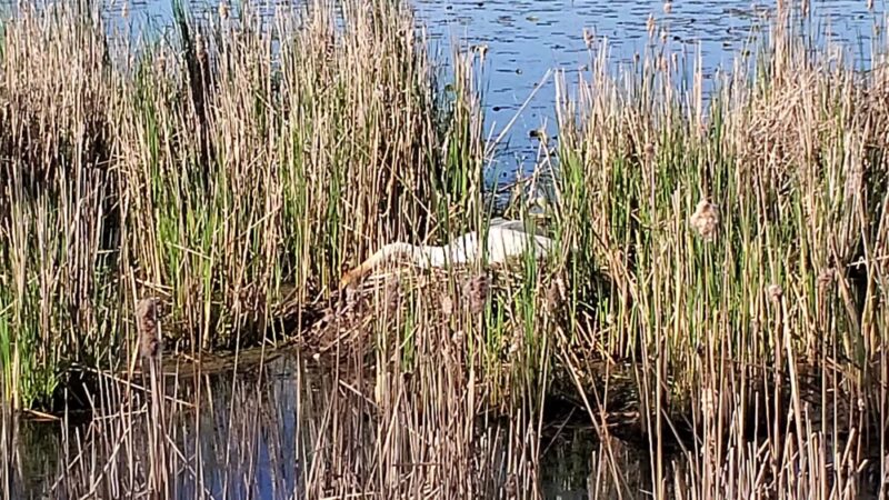 Northwest Greenway - Plymouth, MN