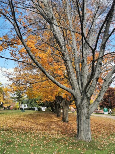 Plymouth Parks & Recreation - Plymouth, NH