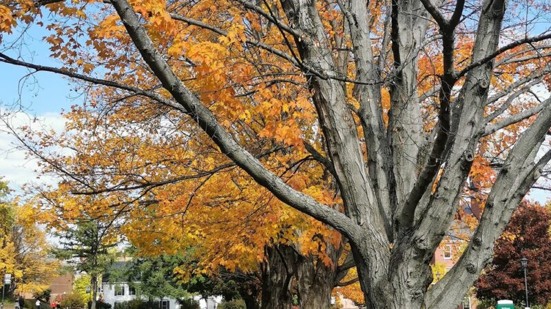 Plymouth Parks & Recreation - Plymouth, NH