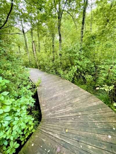 Cato’s Ridge Conservation Area - Plympton, MA
