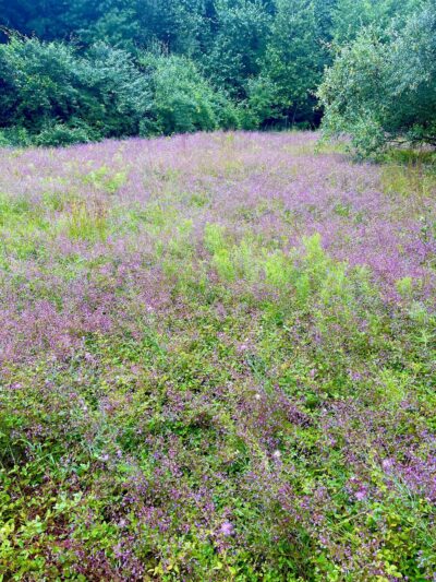 Cato’s Ridge Conservation Area - Plympton, MA