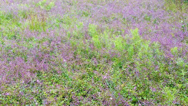 Cato’s Ridge Conservation Area - Plympton, MA