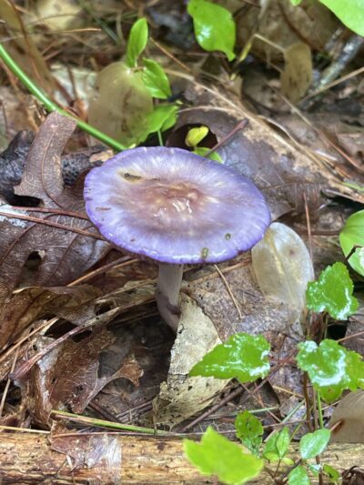 Cato’s Ridge Conservation Area - Plympton, MA