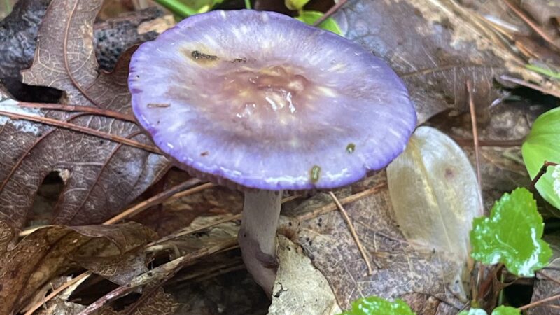 Cato’s Ridge Conservation Area - Plympton, MA