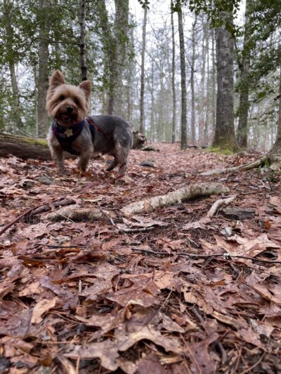Cato’s Ridge Conservation Area - Plympton, MA