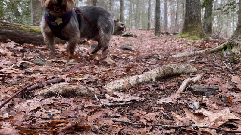 Cato’s Ridge Conservation Area - Plympton, MA