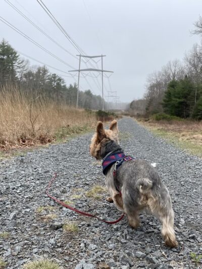 Cato’s Ridge Conservation Area - Plympton, MA