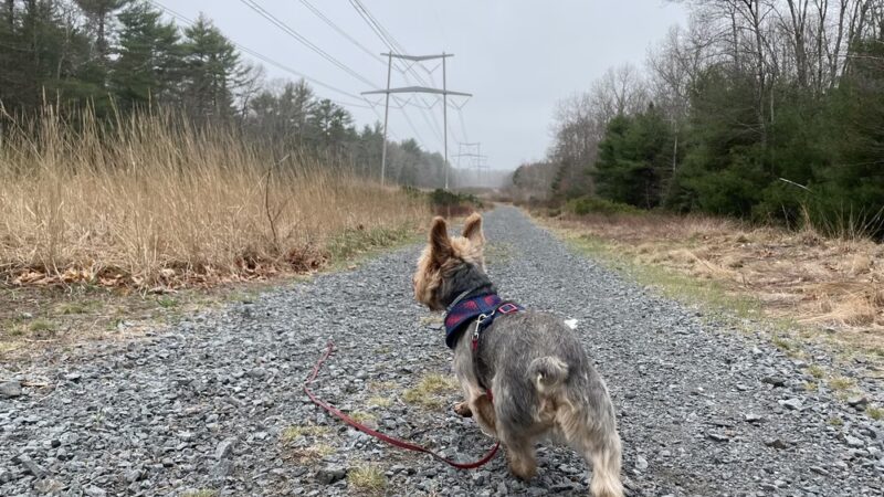 Cato’s Ridge Conservation Area - Plympton, MA