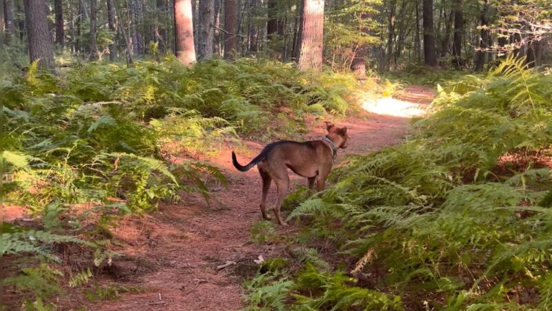 Harry Jason Jr. Park - Plympton, MA