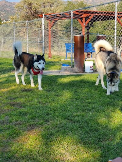 Katie's Dog Park - Pocatello, ID
