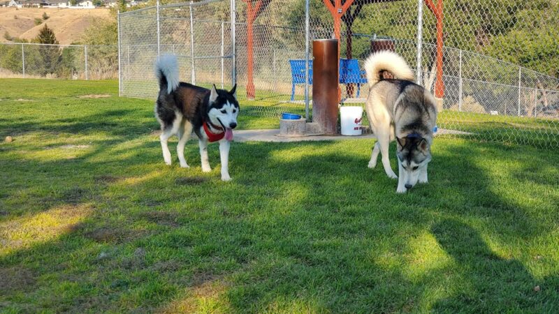 Katie's Dog Park - Pocatello, ID