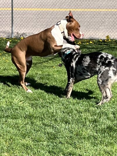 Katie's Dog Park - Pocatello, ID