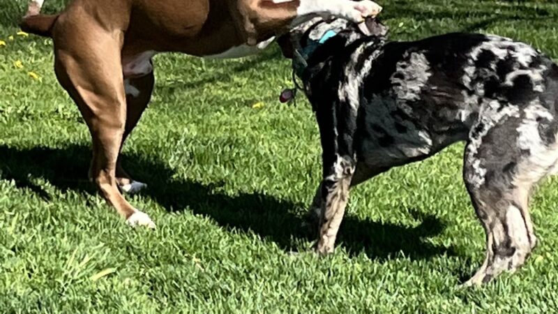 Katie's Dog Park - Pocatello, ID