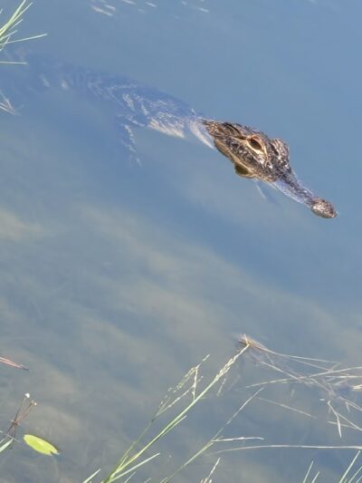 Charlie Wheeler Community Park - Poinciana, FL