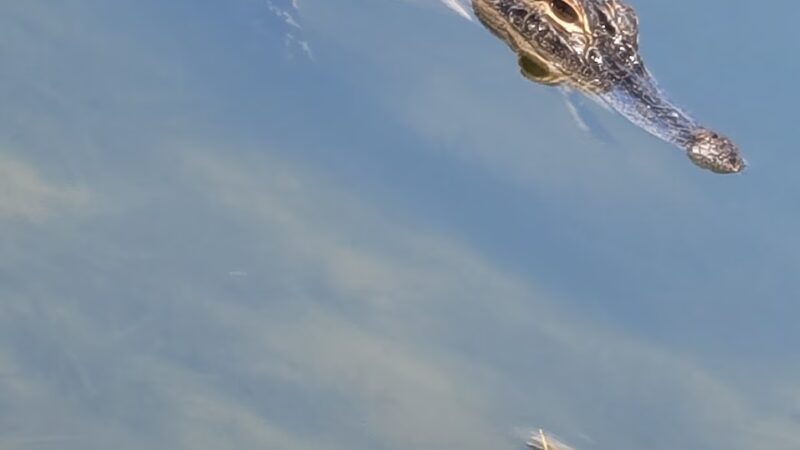 Charlie Wheeler Community Park - Poinciana, FL