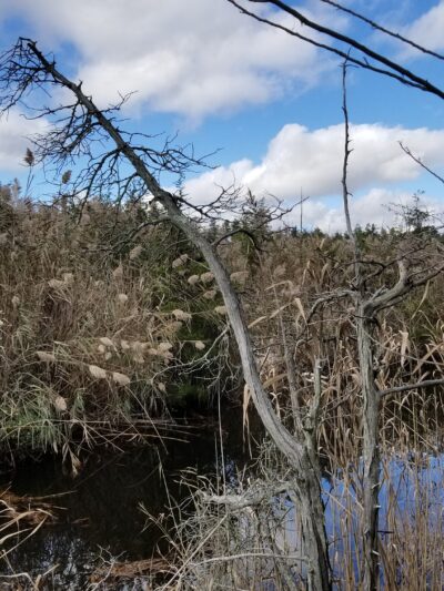 Beaver Dam Creek County Park - Point Pleasant, NJ