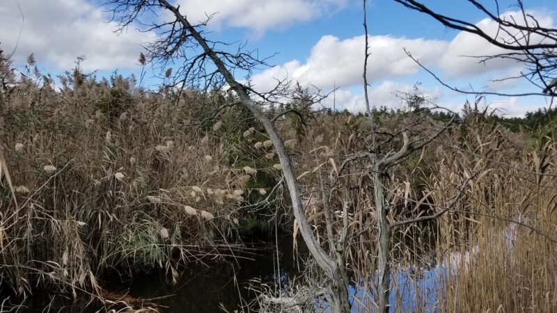 Beaver Dam Creek County Park - Point Pleasant, NJ