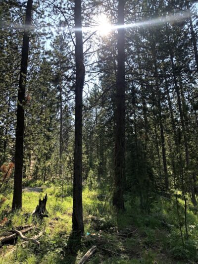 Crystal Park Picnic Area - Polaris, MT