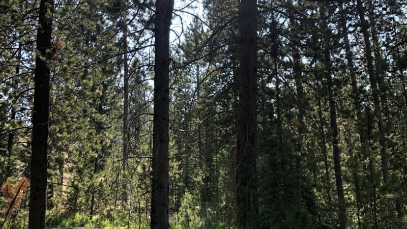 Crystal Park Picnic Area - Polaris, MT