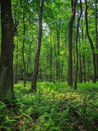 Clear Creek State Forest - Kennerdell - Trail Head Parking - Polk, PA