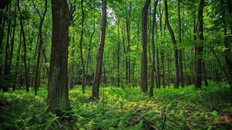 Clear Creek State Forest - Kennerdell - Trail Head Parking - Polk, PA