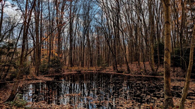 Clear Creek State Forest - Kennerdell - Trail Head Parking - Polk, PA
