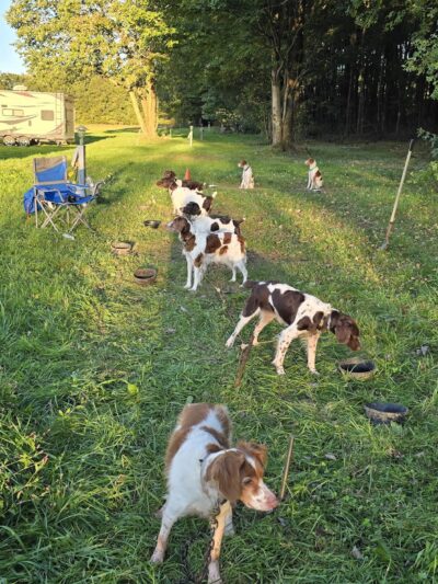 Pennsylvania Brittany Club Grounds - Polk, PA