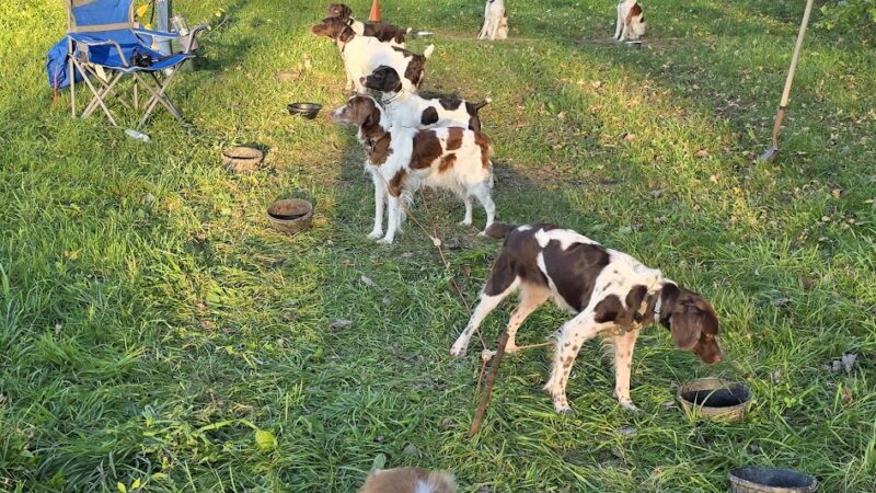 Pennsylvania Brittany Club Grounds - Polk, PA