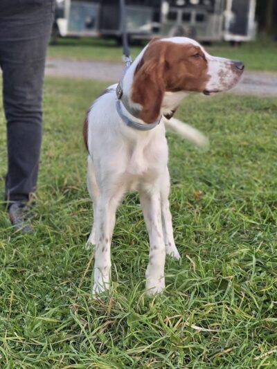 Pennsylvania Brittany Club Grounds - Polk, PA