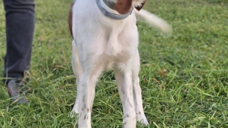 Pennsylvania Brittany Club Grounds - Polk, PA