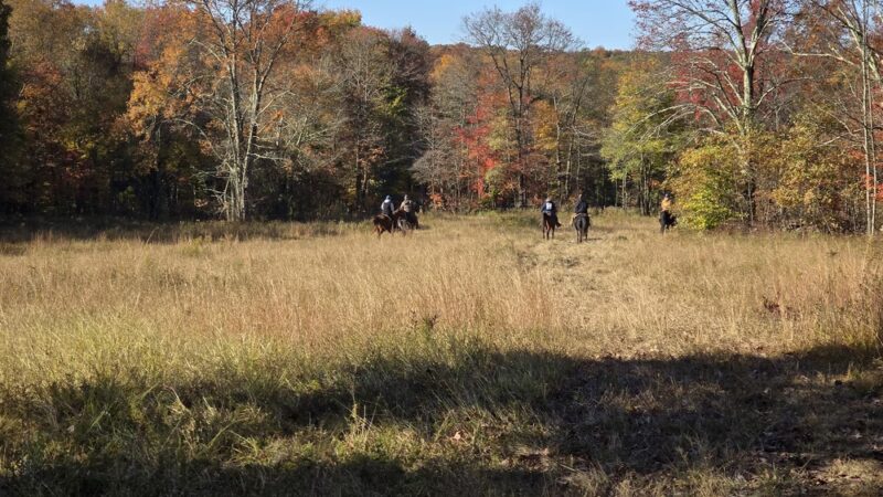 Pennsylvania Brittany Club Grounds - Polk, PA