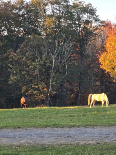Pennsylvania Brittany Club Grounds - Polk, PA