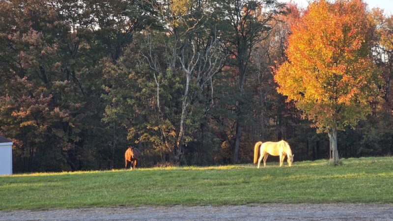 Pennsylvania Brittany Club Grounds - Polk, PA